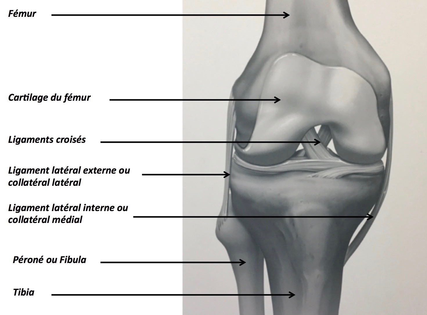 L Articulation Du Genou Anatomie En 2021 Anatomie Du - vrogue.co