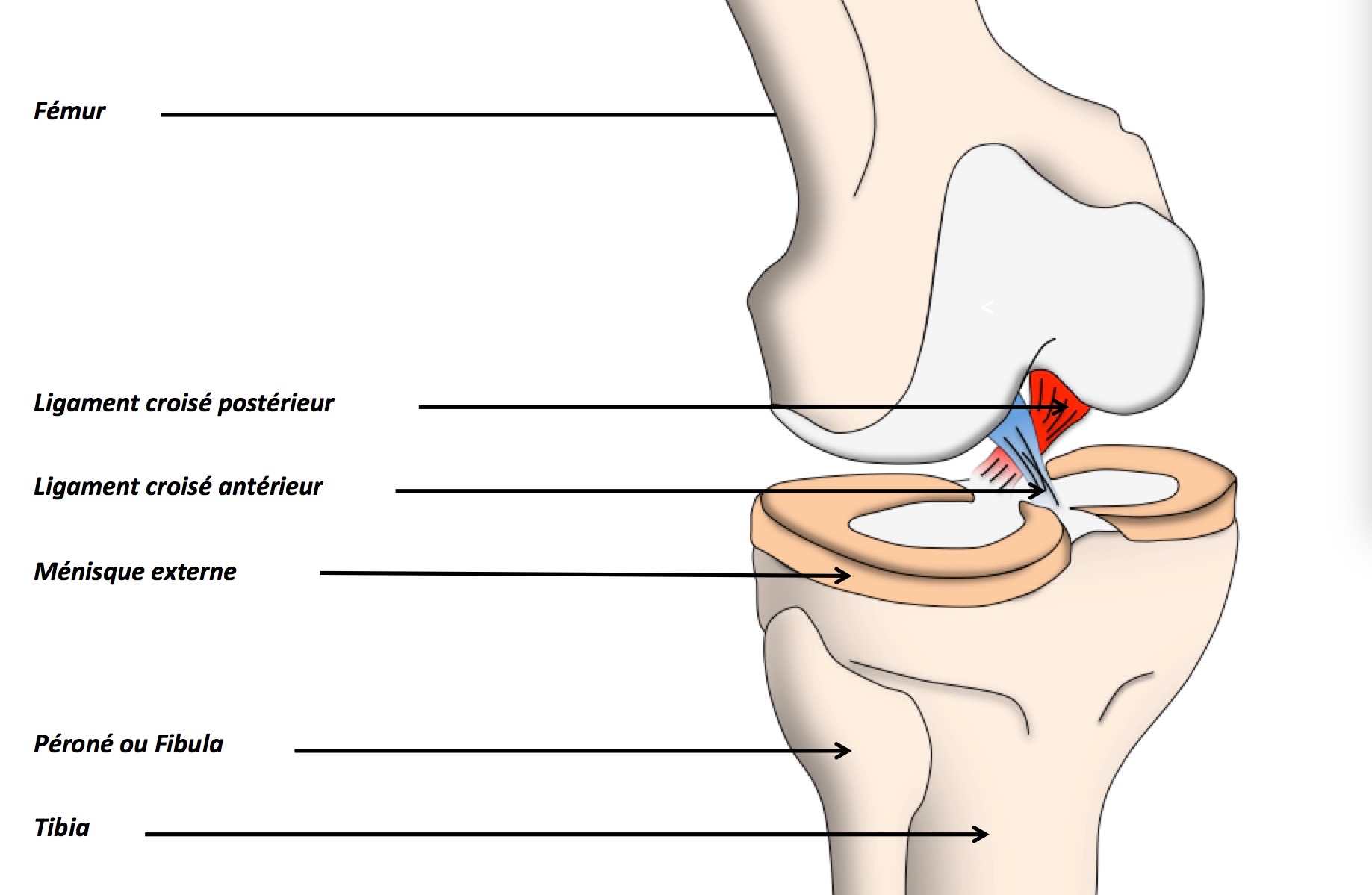 L' appareil extenseur du genou et ces cinq éléments